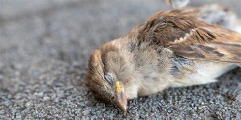 死 鳥